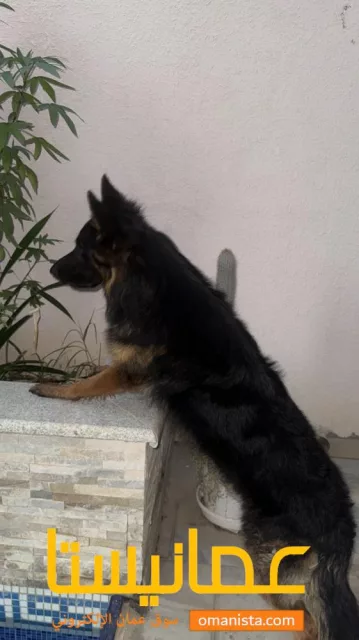 صورة 2