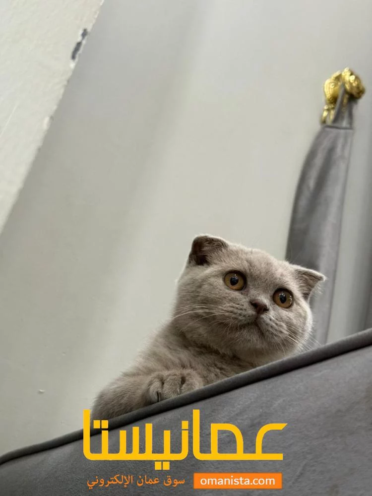 قط سكوتش فولد اصل