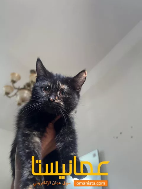 قطط صغيره أليفه جدا