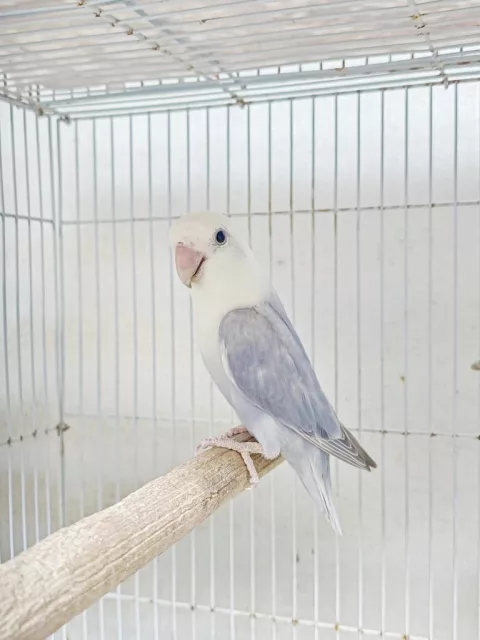 صورة 3