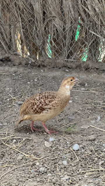 صورة 3