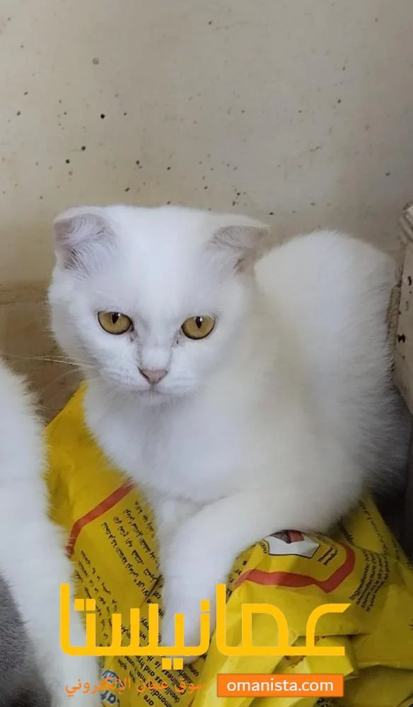 Scottish fold in Salalah 3 cute sisters