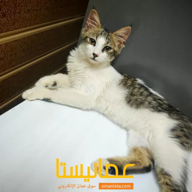 صورة 2