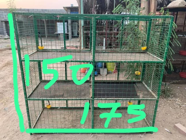 صورة 6