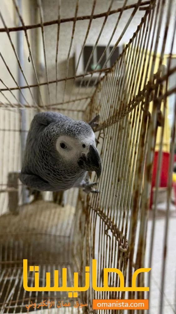 بغبغاء كاسكوا متحدث واليف جدا