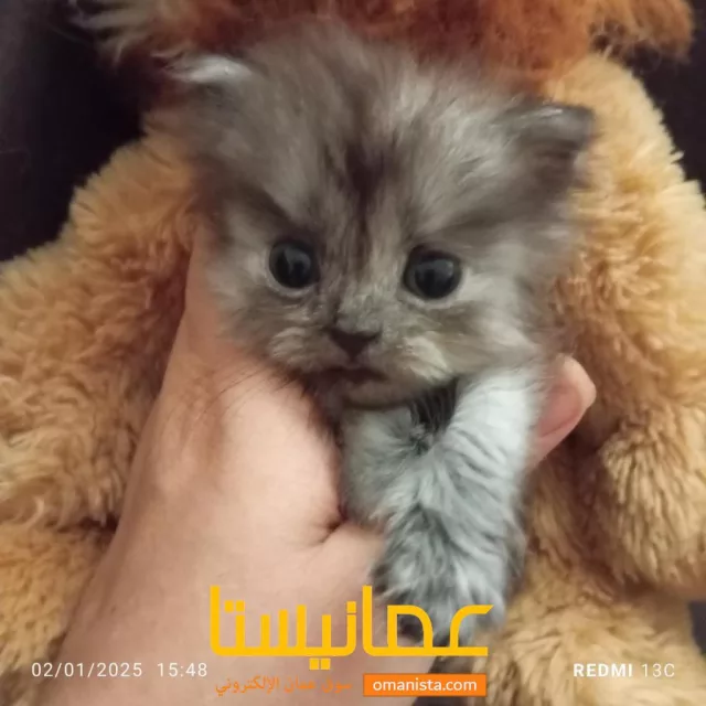 صورة 2