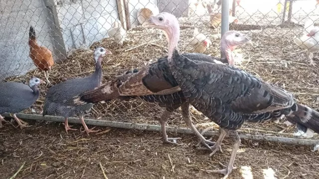 ديك رومي