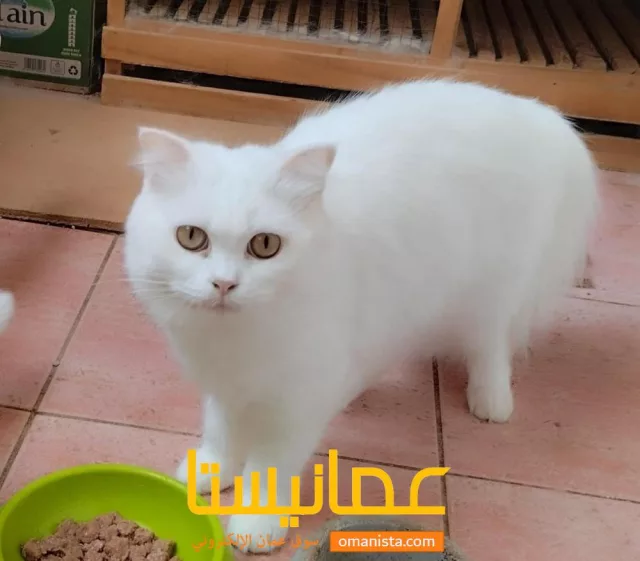 صورة 3