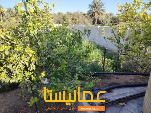 صورة 8
