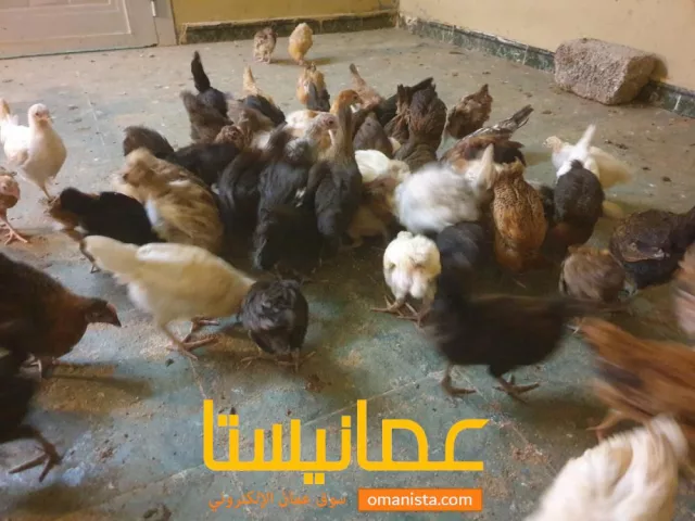 صورة 3