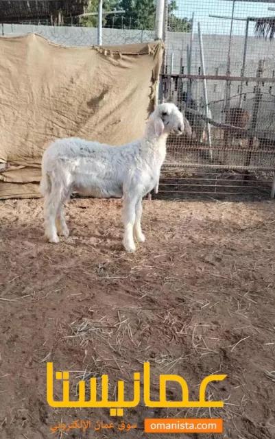 كبش نجدي اصل
