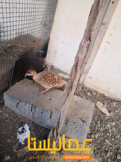 صورة 3