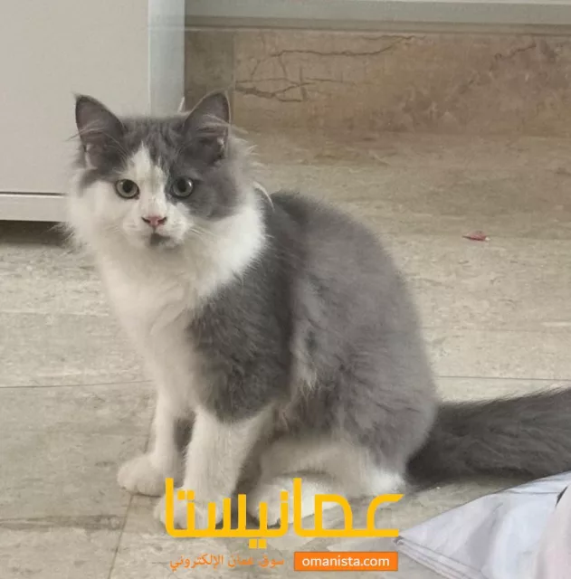 صورة 2