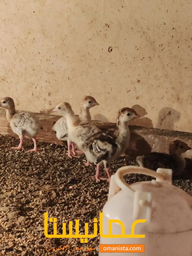 للبيع صيصان دجاج رومي العمر أسبوعين مطلوب في الحبه ريالين مو