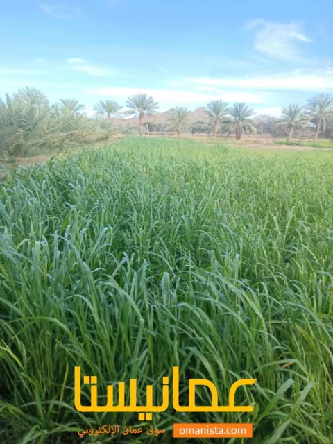 صورة 4