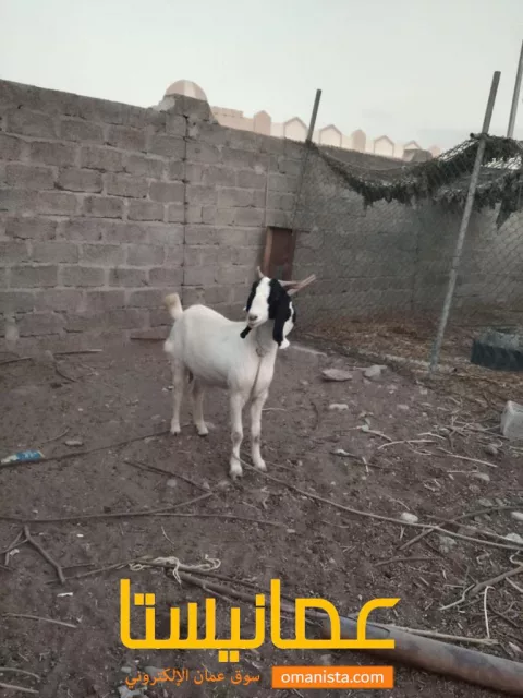 صورة 5