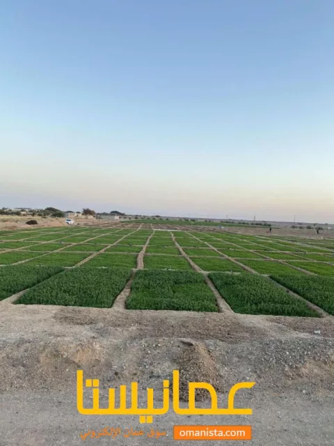 مزرعه للبيع في المضيبي شمال الشرقية