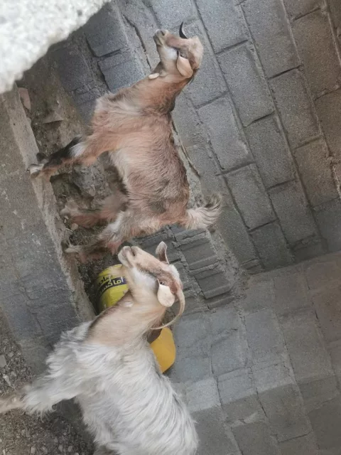 صورة 2