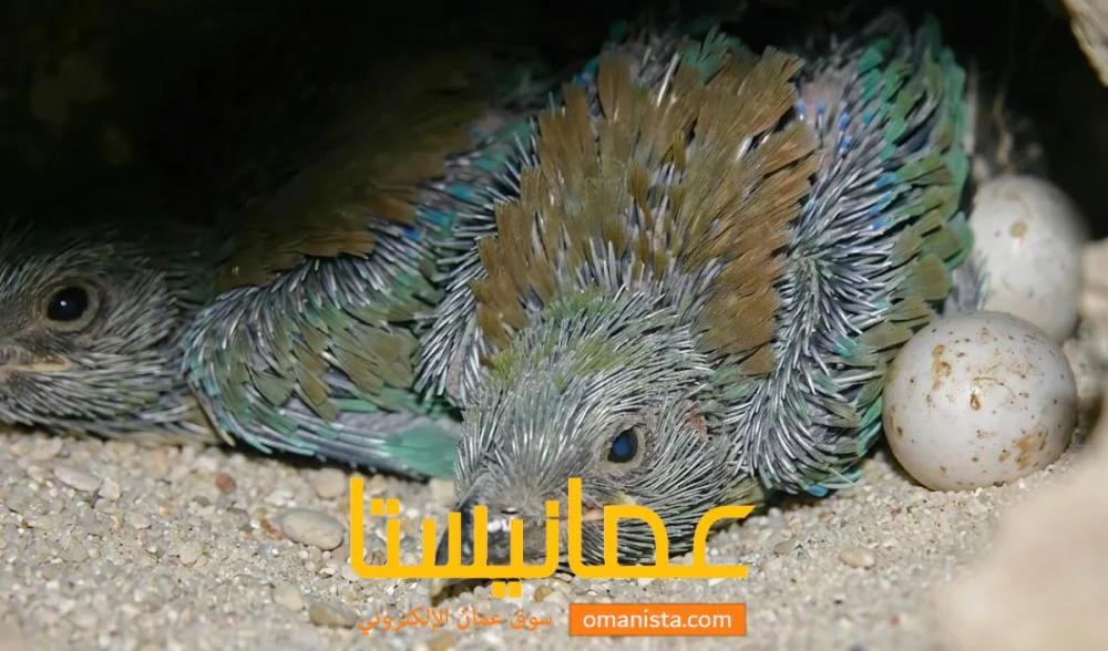 فرخ طائر الشقرار