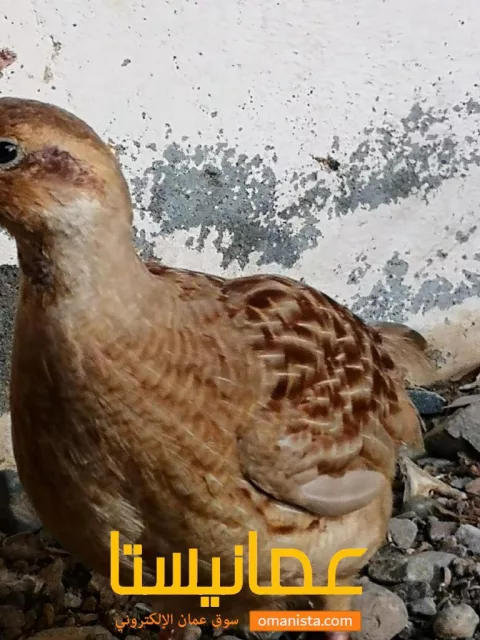 صورة 2