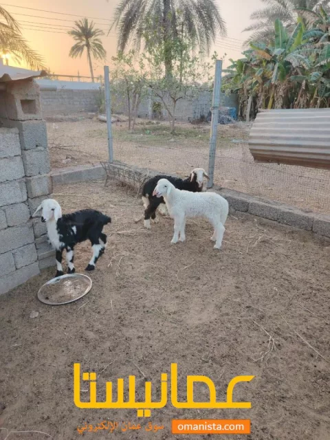 صورة 3