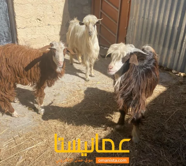 صورة 2