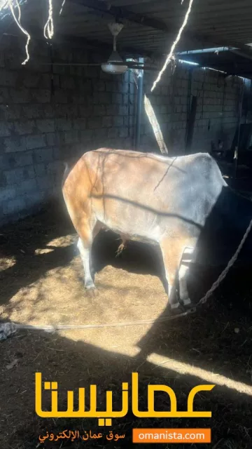 صورة 5