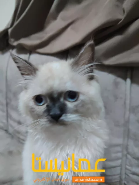 صورة 3