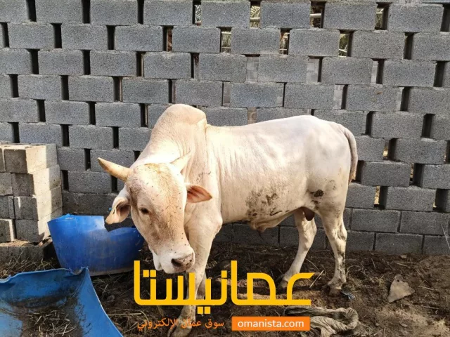 صورة 1
