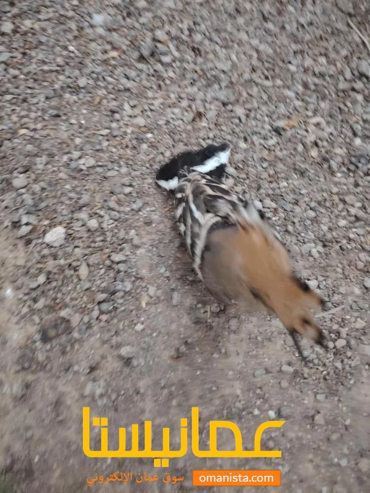 هدهد اليف للبيع