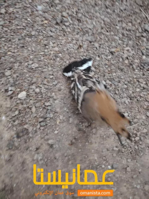 هدهد اليف للبيع