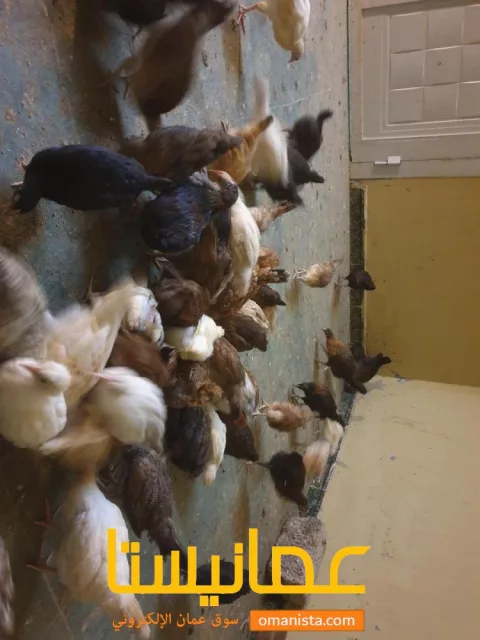 الخابورة