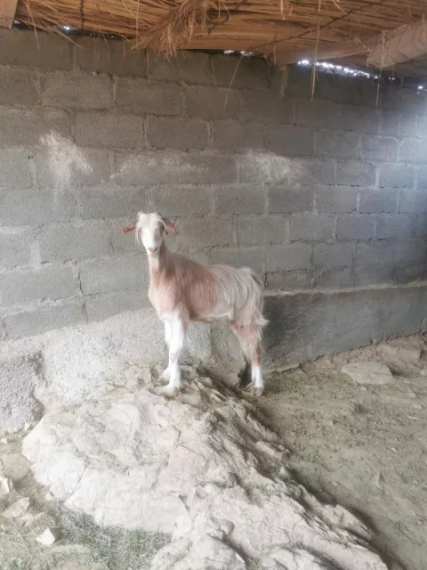 صورة 2