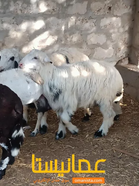 صورة 4