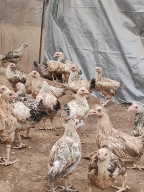 صورة 2