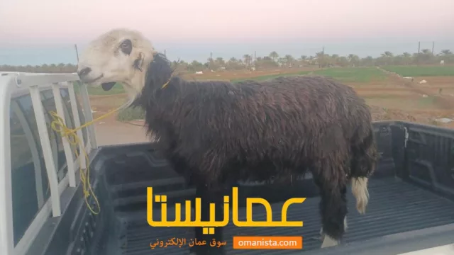صورة 4