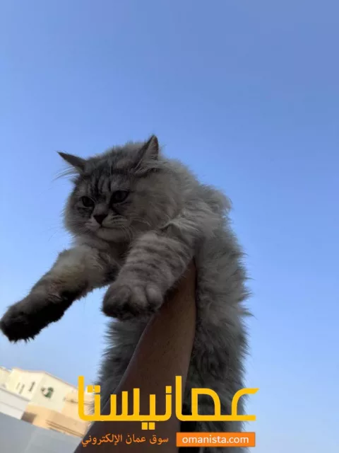 قط شيرازي للبيع ?✨