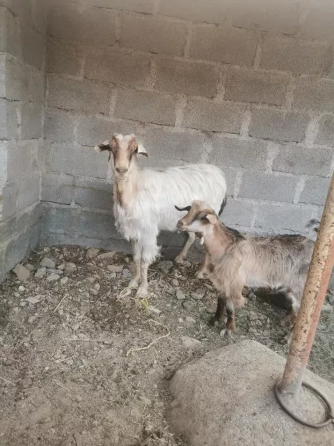 صورة 5