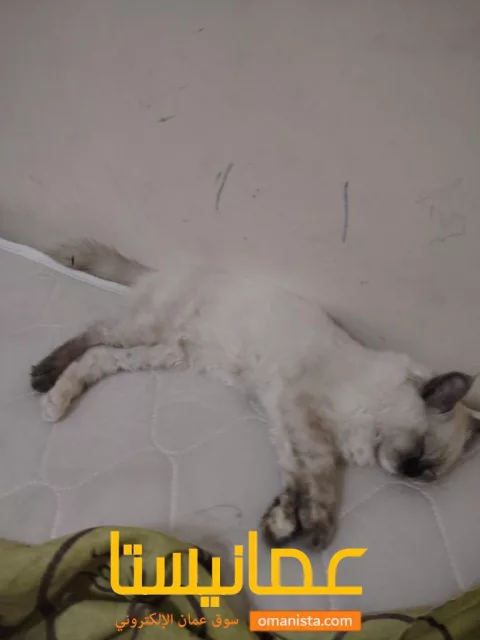 صورة 6