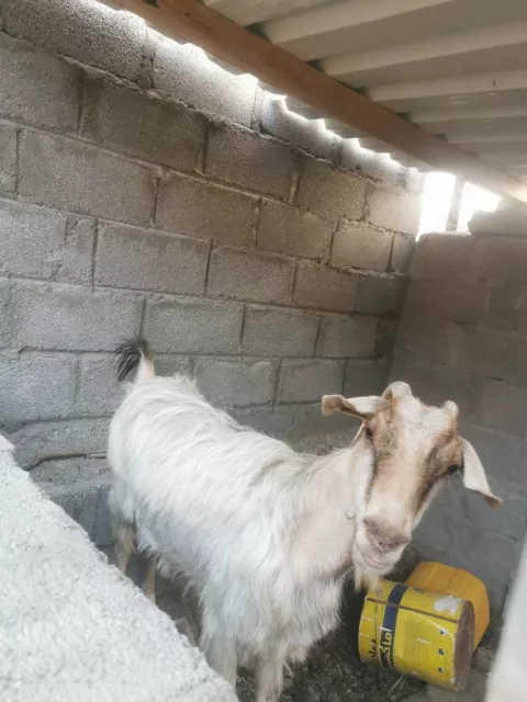صورة 6