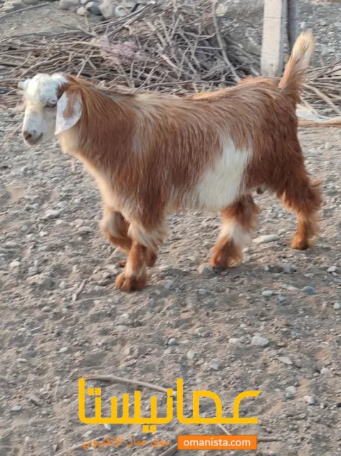 جدي مد وشور وراهي بسن ٧ أشهر.