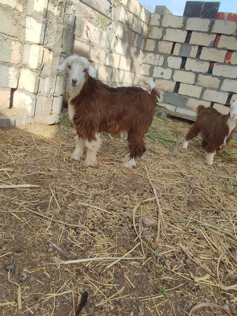 الخابورة