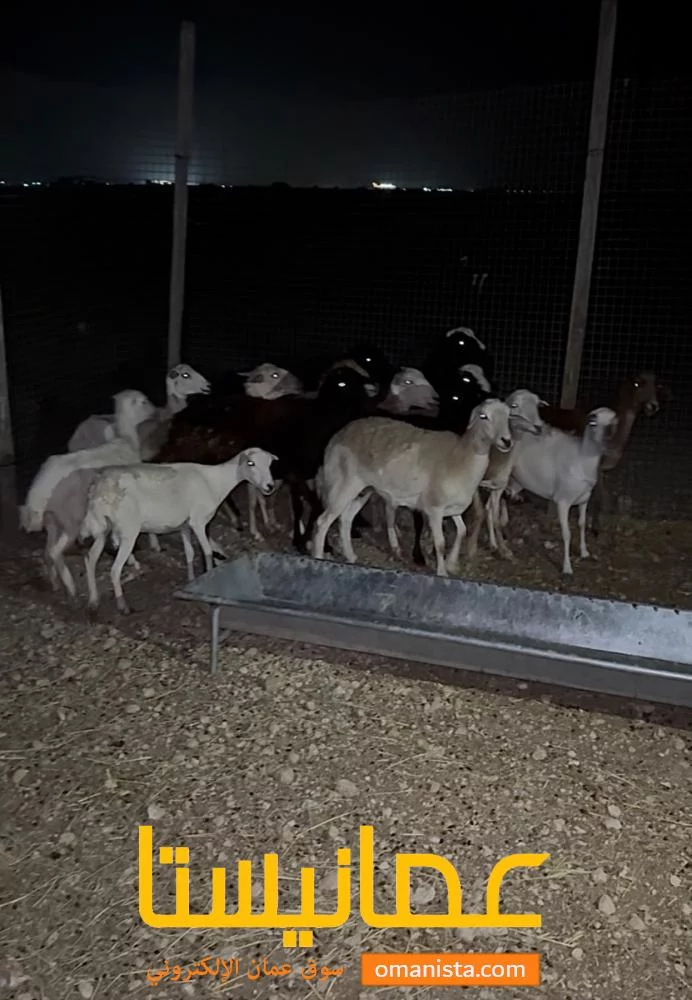 15 غنم مداني يعني حوامل للبيع