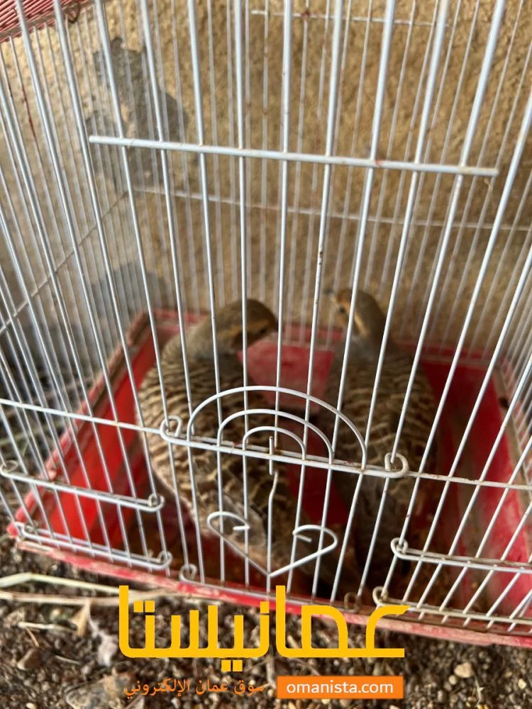 صفرد عماني ٢