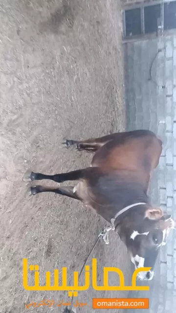 جعلان بني بو علي