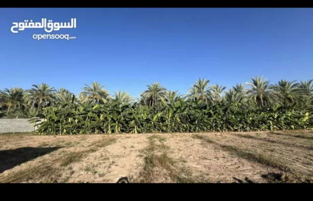 صورة 7