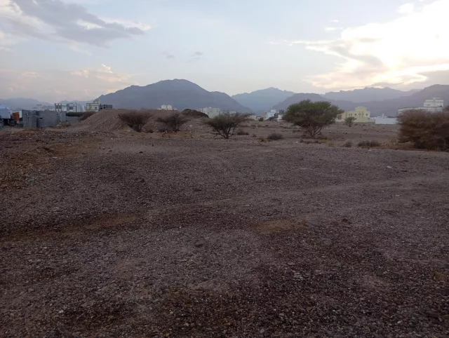 صورة 2