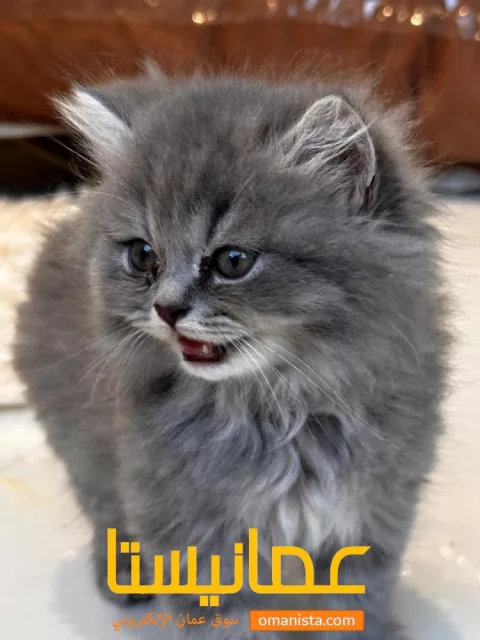 سكوتش لونج هير