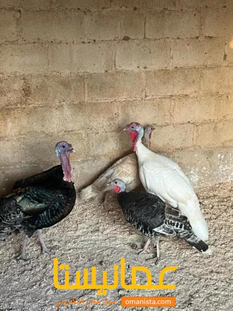 دجاج رومي