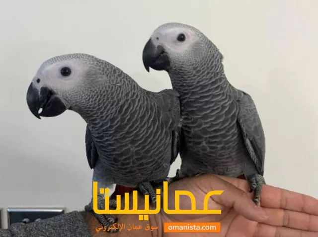 African grey parrots